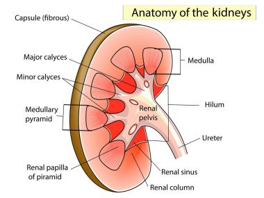 Anatomy. Kidney Cross Section Showing the major parts clipart