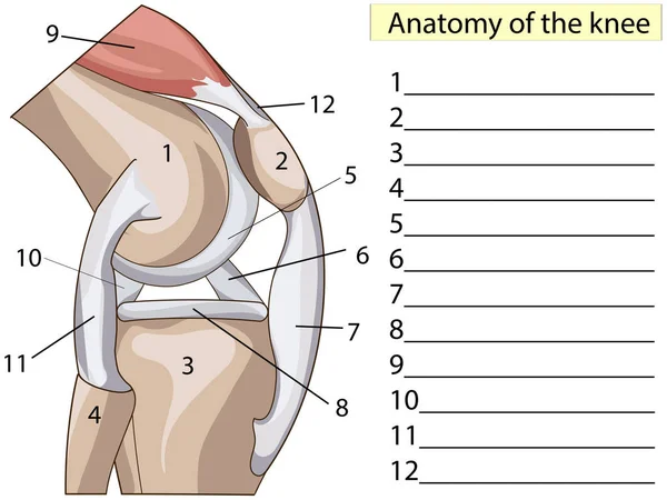 Anatomie. Abonneren. Structuur knie gezamenlijke raster — Stockfoto