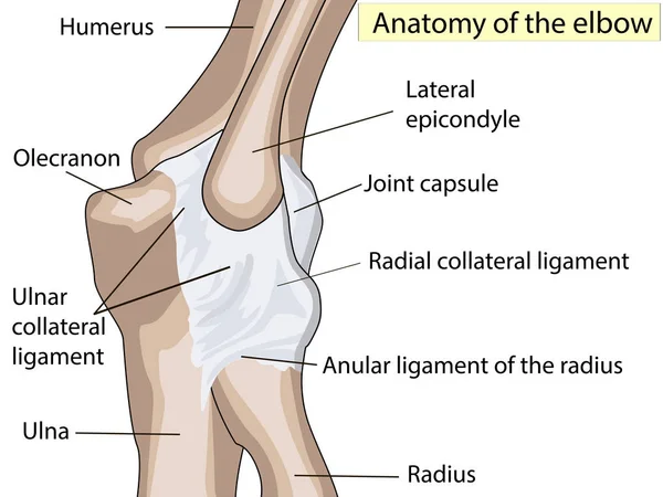 Desenho anatômico. ligamento colateral posterior e radial da articulação do cotovelo . — Vetor de Stock