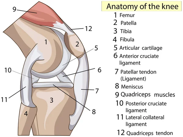 Anatomía. Suscríbete. Estructura rodilla articulación vector — Archivo Imágenes Vectoriales