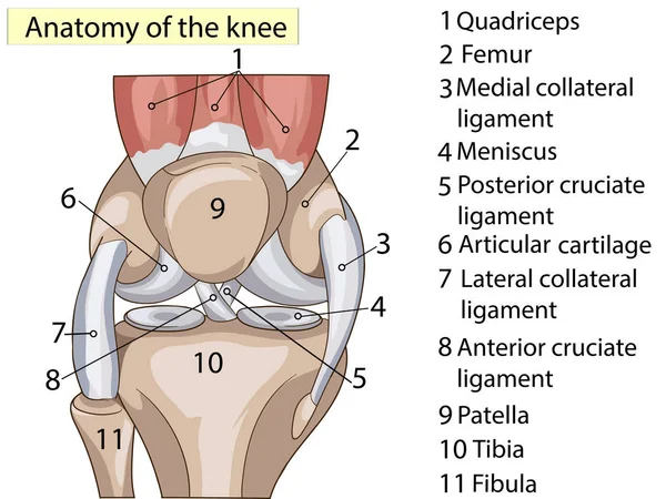 Anatomia. Abbonati. Struttura vettore articolare del ginocchio — Vettoriale Stock