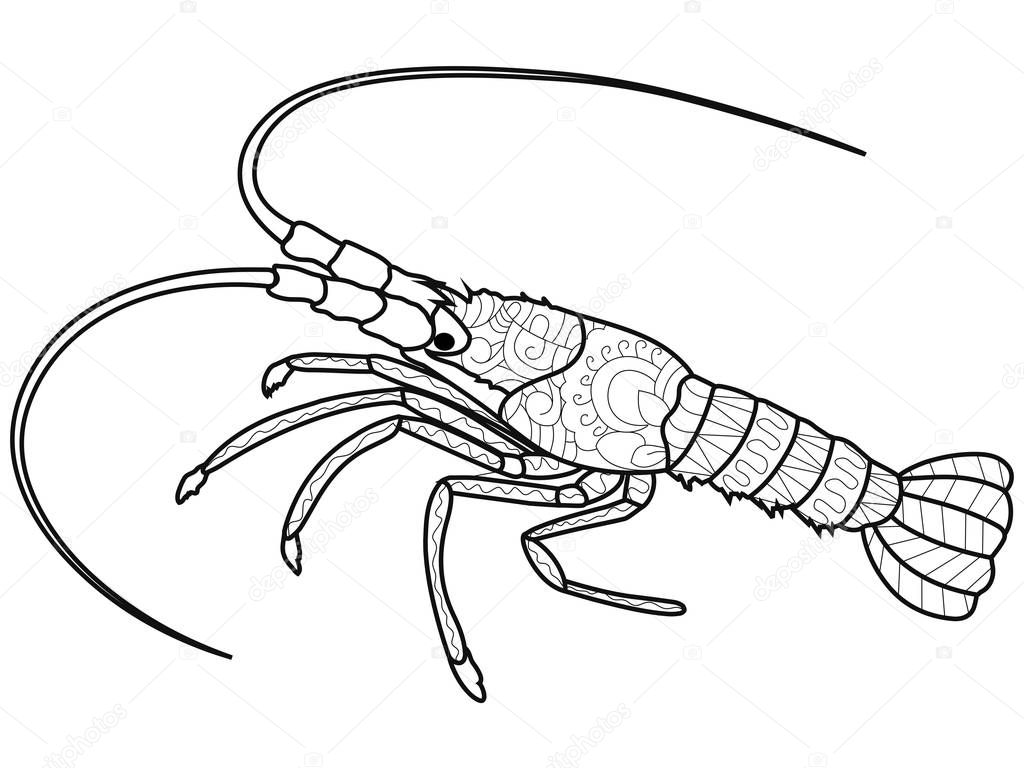 Anti stress coloring book for adults. Crustacean on the bottom of the river. Cancer or shrimp. Crawfish Black lines