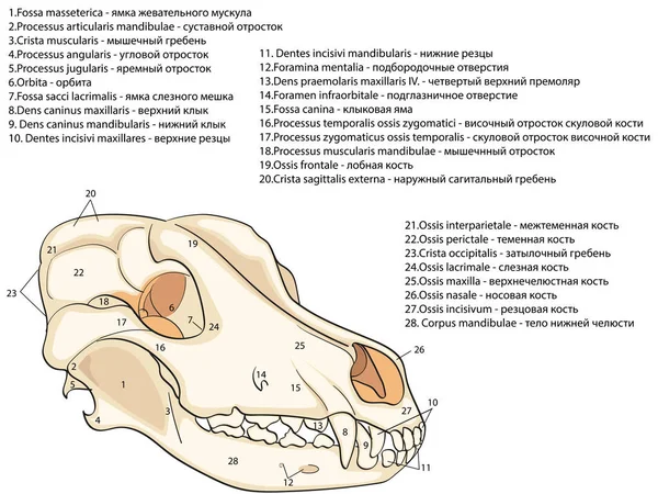 El cráneo de un perro. Estructura de los huesos de la cabeza, diseño anatómico. En ruso y latín — Vector de stock