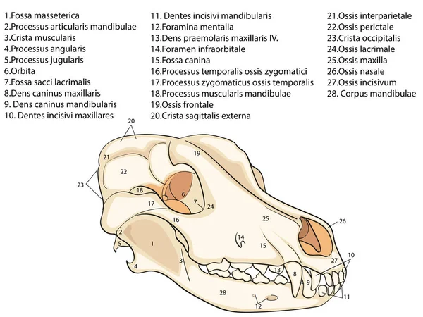 El cráneo de un perro. Estructura de los huesos de la cabeza, diseño anatómico. En latín — Archivo Imágenes Vectoriales