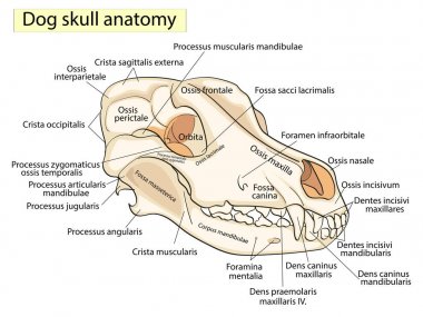 Bir köpek kafatası. Baş, anatomik tasarım kemiklerin yapısını. Latince