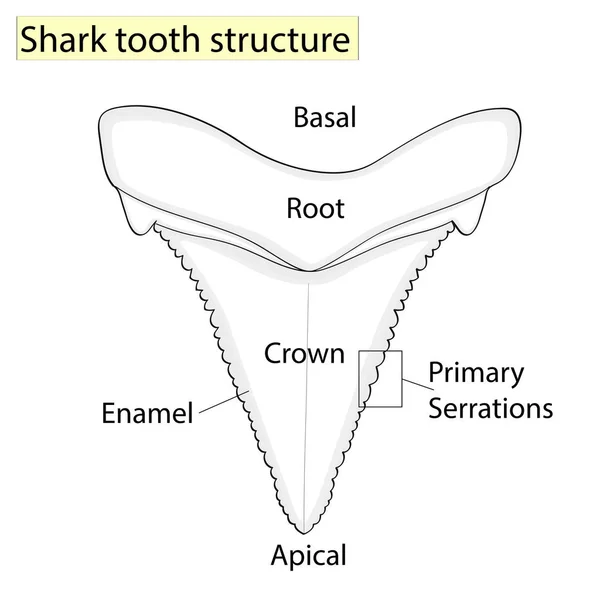 Arqueología, Ictiología. Estructura de tiburón diente aislado sobre un fondo blanco. Dental, medicina y pescado. diseño anatómico — Vector de stock