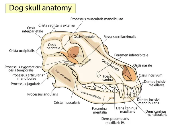 狗的头骨。头部的骨骼结构, 解剖设计。在拉丁语 — 图库照片
