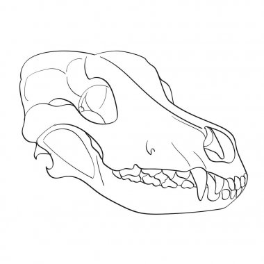 Object on white background skull dog sideways. Coloring for children clipart
