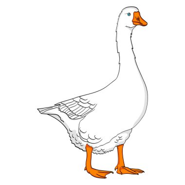 Beyaz arka plan ördek, kaz, kuş mavi renk arka plan üzerinde izole nesne.