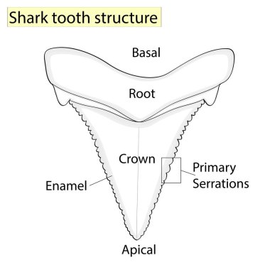 Arkeoloji, ihtiyolojisi. Beyaz bir arka plan üzerinde izole yapısı diş köpekbalığı. Diş, tıp ve balık. Anatomik tasarım