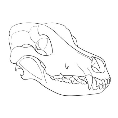 Object on white background skull dog sideways. Coloring for children clipart