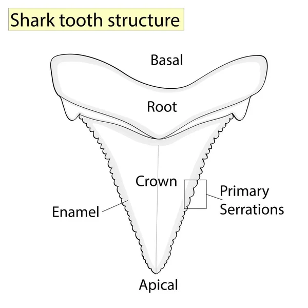 Arqueología, Ictiología. Estructura de tiburón diente aislado sobre un fondo blanco. Dental, medicina y pescado. diseño anatómico — Foto de Stock