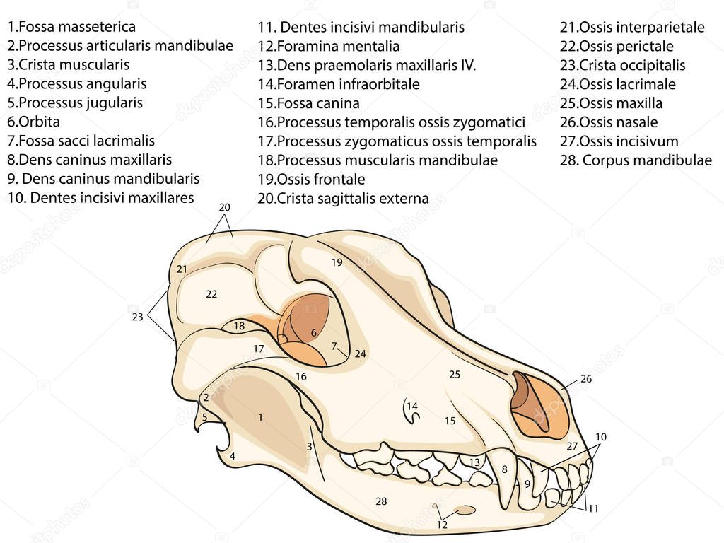 The skull of a dog. Structure of the bones of the head, anatomical design. In Latin