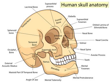 Medical Education Chart of Biology Human Skull Diagram. Vector. Front aspect white background basic medical education clipart