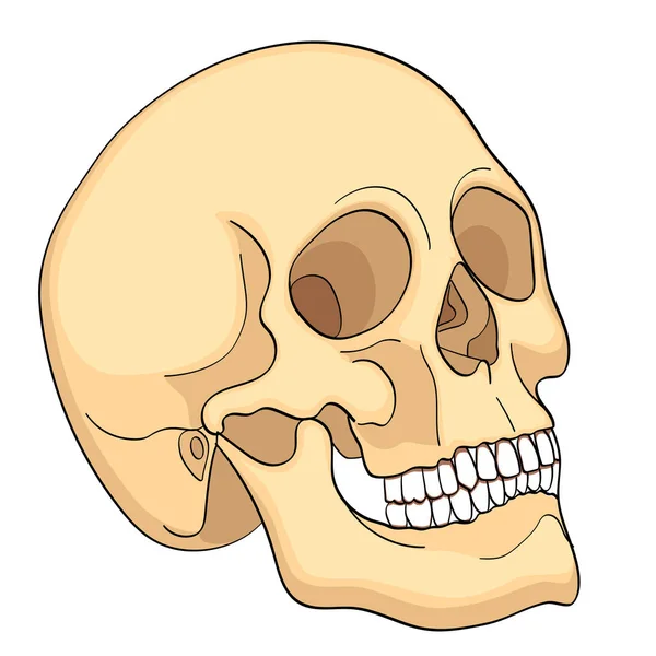 Medical Education Chart of Biology Human Skull Diagram (en inglés). Vector. Aspecto frontal fondo blanco educación médica básica — Archivo Imágenes Vectoriales