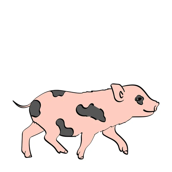 Isoliertes Objekt auf weißem Hintergrund Schwein pet Mini-Schwein — Stockvektor