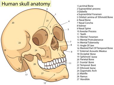 Medical Education Chart of Biology Human Skull Diagram. Vector. Front aspect white background basic medical education clipart