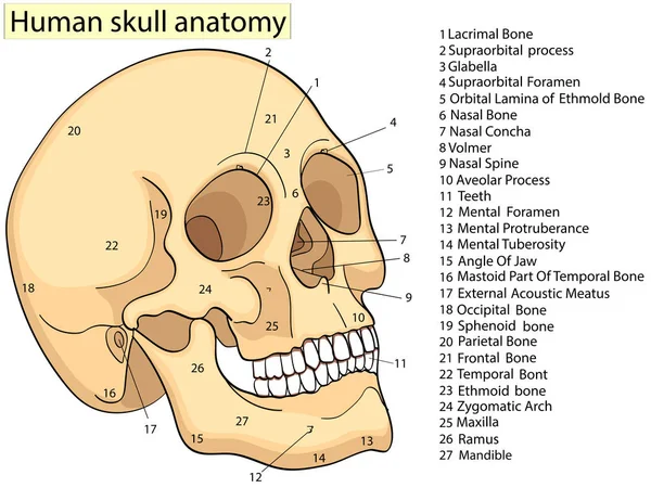 Medical Education Chart of Biology Human Skull Diagram (en inglés). Vector. Aspecto frontal fondo blanco educación médica básica — Vector de stock
