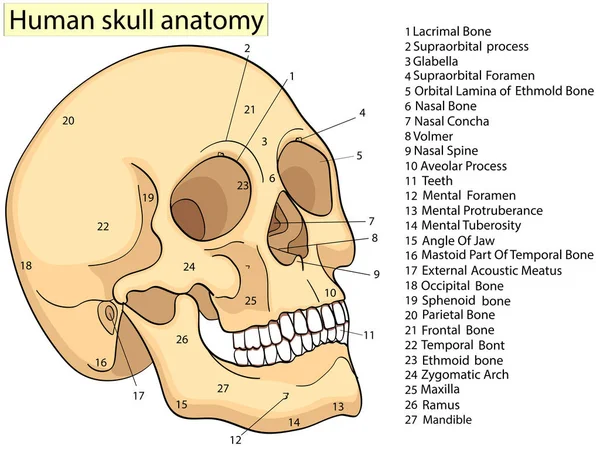 Orvosi tanulmányait diagram biológia emberi koponya diagram. Vektor. Elülső szempontból fehér háttér alapvető orvosi oktatás — Stock Vector