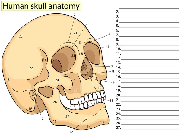 생물학 인간의 두개골 다이어그램의 의학 교육 차트입니다. 벡터입니다. 전면 측면 흰색 배경 기본 의학 교육 — 스톡 벡터
