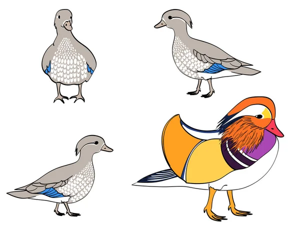 Objeto aislado vectorial sobre fondo blanco.. El pájaro de la familia, pato mandarín, ganso. patitos niños pequeños — Vector de stock