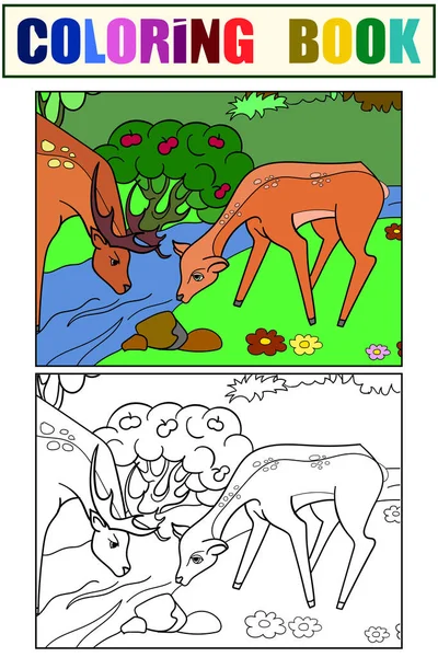 Pareja, familia de ciervos en un abrevadero, en un bosque. Establecer libro para colorear y la imagen de color. Vector — Archivo Imágenes Vectoriales