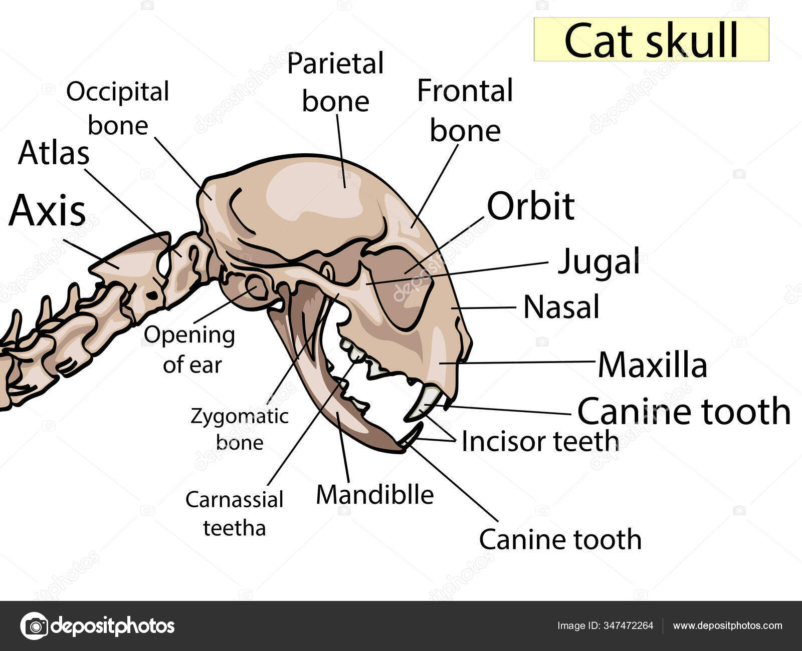 Anatomía del cráneo de gato. La vista lateral muestra las partes ...