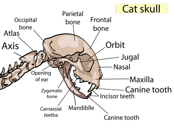 Anatomía del cráneo de gato. La vista lateral muestra las partes principales que hicieron. Para la educación médica básica También para clínicas, veterinarios — Vector de stock