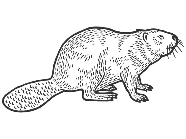 Bever knaagdier zoogdier. Krasplank imitatie. Zwart-wit met de hand getekend beeld. Graveervector — Stockvector