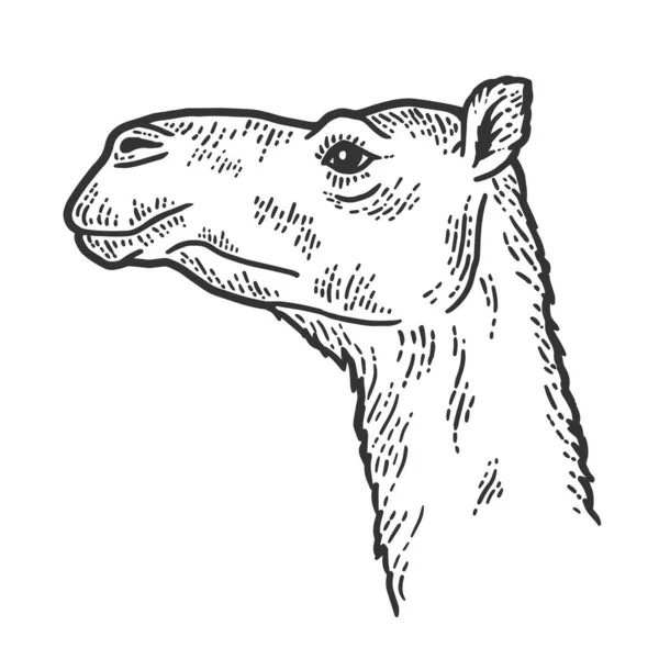 Το ζώο, το κεφάλι καμήλας. Πλευρική άποψη. Πίνακας γρατσουνιών σκετς — Φωτογραφία Αρχείου