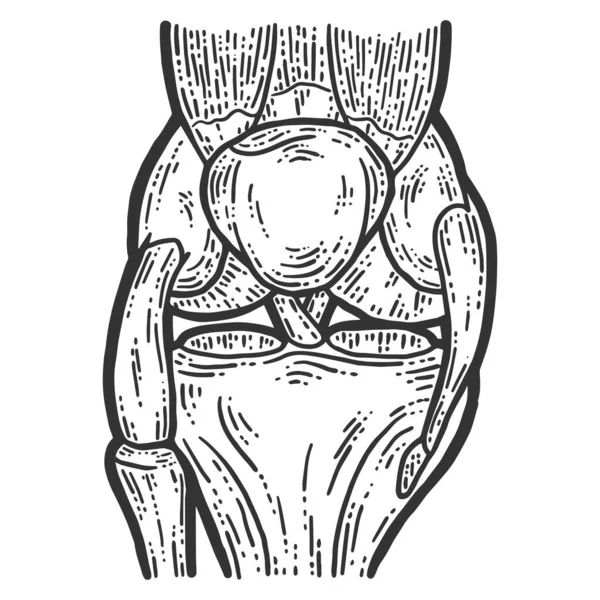 Anatomia. Struttura schizzo raster articolare ginocchio graffio bordo imitazione . — Foto Stock