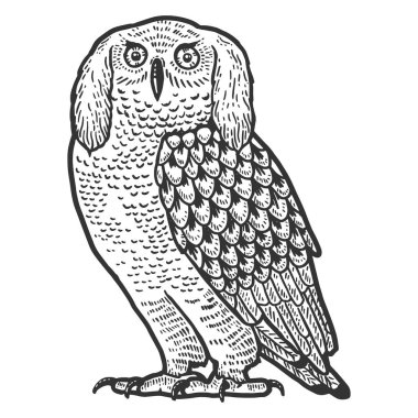 Komik kulaklı baykuş. Peri masalı kuşu, hayvan. Çizim tahtası taklidi.