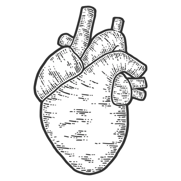 Anatomia do coração humano. Sketch imitação placa de arranhão. — Vetor de Stock