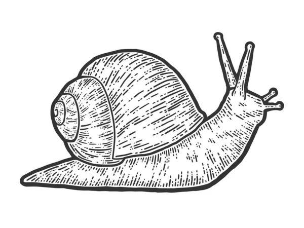 Γαστερόποδα σαλιγκαριών, απομονωμένο ζώο. Απομίμηση χαρτονιού σκετς. — Διανυσματικό Αρχείο