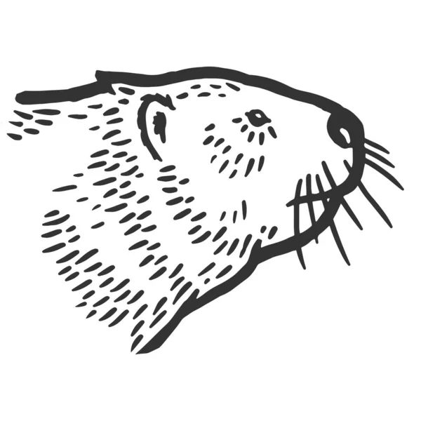 Beaver head isolated. Sketch scratch board imitation. Black and white. — Stock Photo, Image