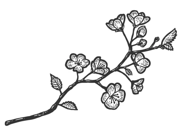 Ένα κλαδί από άνθη κερασιάς. Απομίμηση χαρτονιού σκετς. — Φωτογραφία Αρχείου