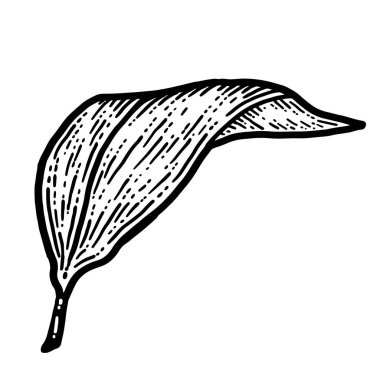 Zambak yaprağı, yalıtılmış bitki. Çizim tahtası taklidi.