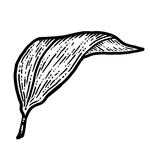 Lilienblatt, isolierte Pflanze. Skizze Scratch Board Imitation. — Stockvektor