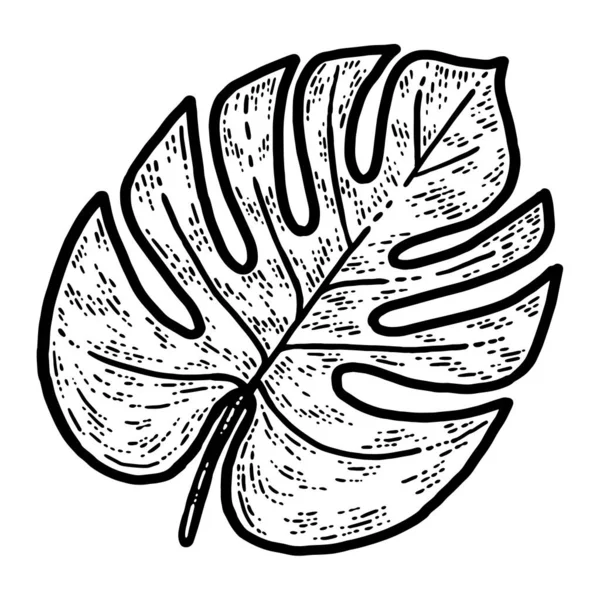 Hoja de Monstera, planta aislada. Boceto imitación tablero de rasca . — Vector de stock