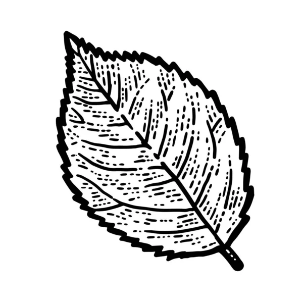 Plante isolée, feuille de rose. Croquis imitation de planche à gratter. Noir et blanc . — Image vectorielle