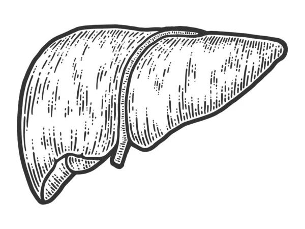Dibujo anatómico, órgano humano, hígado. Boceto imitación tablero de rasca . —  Fotos de Stock