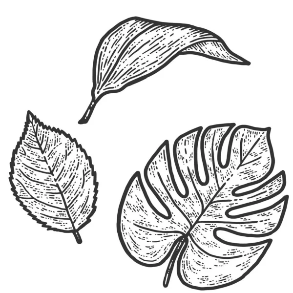Set de hojas de rosa, lirio y monstera, planta aislada. Boceto imitación tablero de rasca . — Vector de stock