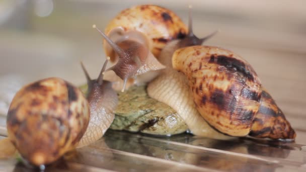 African giant snails Achatina eat green cucumber — Stock Video