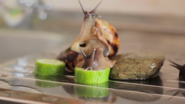 Африканские гигантские улитки Achatina едят зеленый огурец — стоковое видео