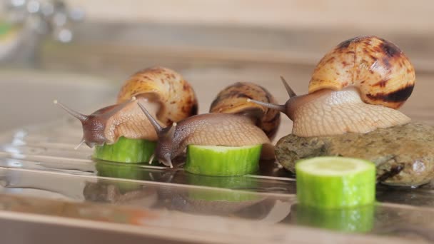 African giant ślimaki Achatina jeść zielony ogórek — Wideo stockowe