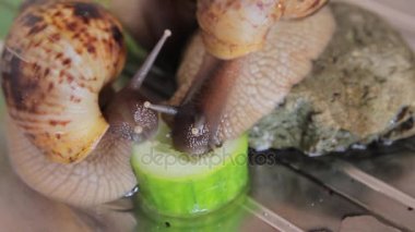 Afrika dev salyangoz Achatina yeşil salatalık yemek