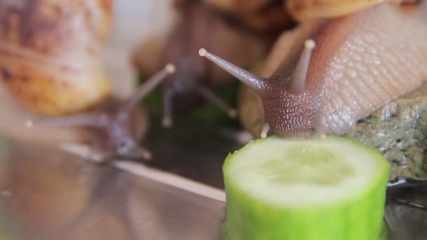 African giant ślimaki Achatina jeść zielony ogórek — Wideo stockowe
