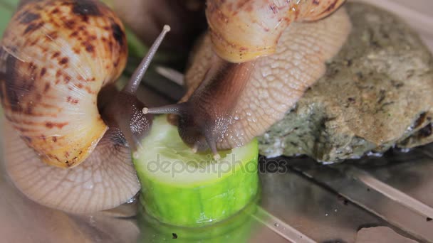 Африканские гигантские улитки Achatina едят зеленый огурец — стоковое видео