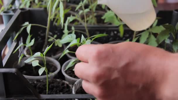 Seedlings on the windowsill at home — Stock Video
