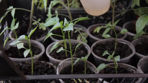 Seedlings on the windowsill at home — Stock Video